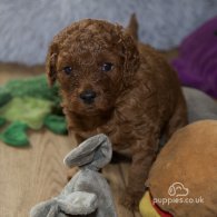 Cavapoo - Both