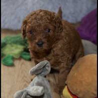 Cavapoo - Both