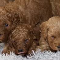 Cavapoo - Both