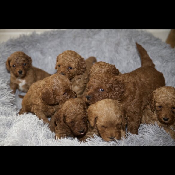 Cavapoo - Both