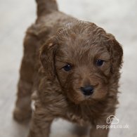 Cavapoo - Both