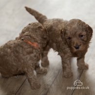 Cavapoo - Both