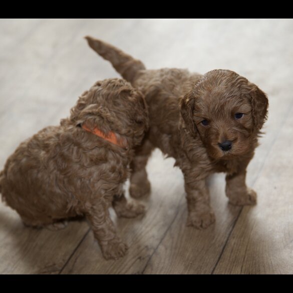 Cavapoo - Both