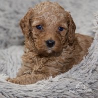 Cavapoo - Both