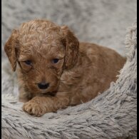 Cavapoo - Both