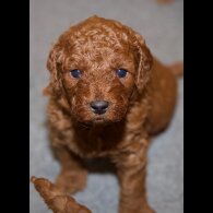 Cavapoo - Both