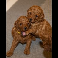 Cavapoo - Both