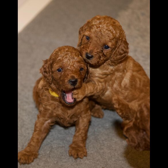 Cavapoo - Both