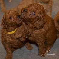 Cavapoo - Both