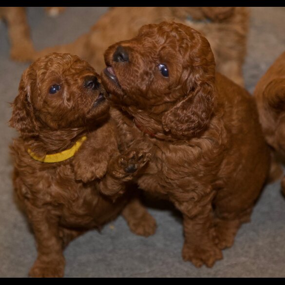 Cavapoo - Both