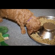 Cavapoo - Both