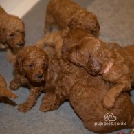 Cavapoo - Both