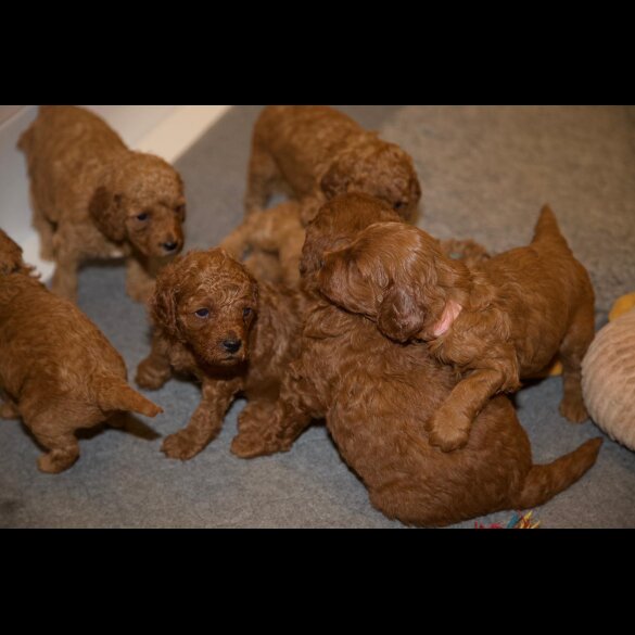 Cavapoo - Both