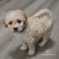 Cavapoo - Both