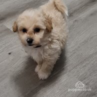 Cavapoo - Both