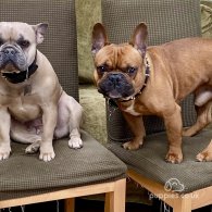 French Bulldog - Both