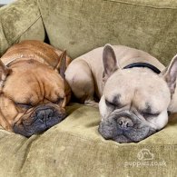 French Bulldog - Both