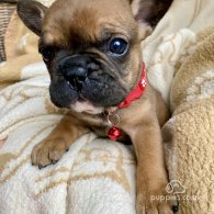 French Bulldog - Both