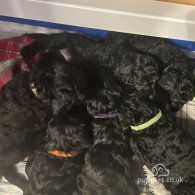 Cockapoo - Both