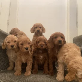 Cockapoo - Both