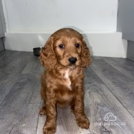 Cockapoo - Both