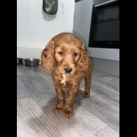 Cockapoo - Both