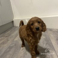 Cockapoo - Both