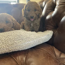 Cockapoo - Dogs