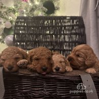 Cockapoo - Dogs