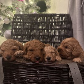 Cockapoo - Dogs