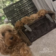 Cockapoo - Dogs