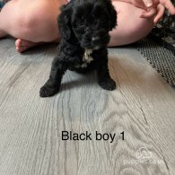 Cockapoo - Both