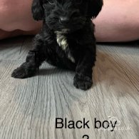 Cockapoo - Both