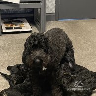 Cockapoo - Both