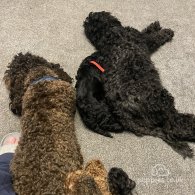 Cockapoo - Both