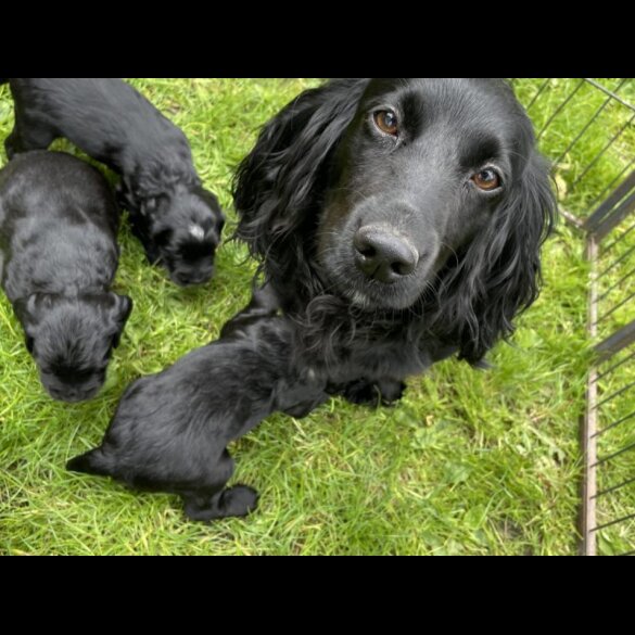 Cockapoo - Both