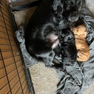 Cockapoo - Both