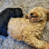 Cockapoo - Both