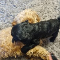 Cockapoo - Both