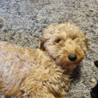 Cockapoo - Both