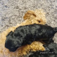 Cockapoo - Both