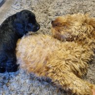 Cockapoo - Both