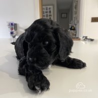 Cockapoo - Both