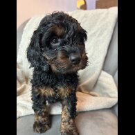 Cockapoo - Both