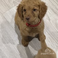 Cockapoo - Both