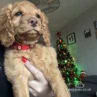 Cockapoo - Both