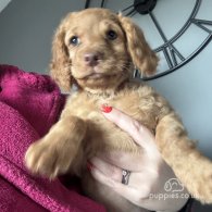 Cockapoo - Both