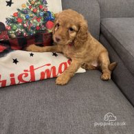 Cockapoo - Both