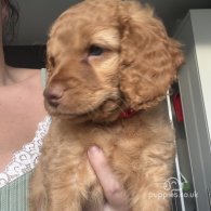 Cockapoo - Both