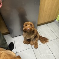 Cockapoo - Both